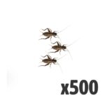 Black Crickets, Small (Tub of 500)