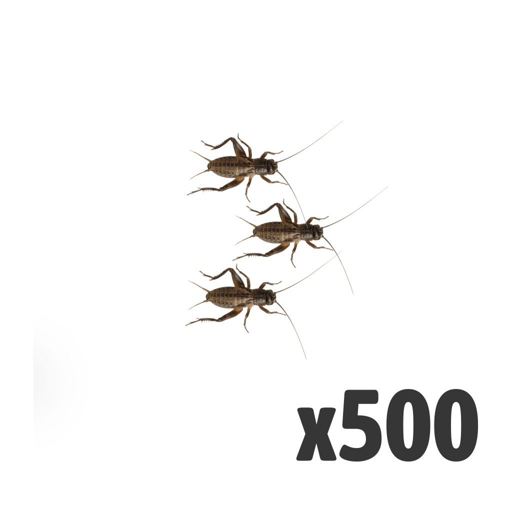 Black Crickets, Small (Tub of 500)