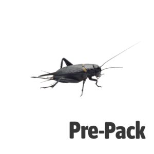 Black Crickets pre-pack, Extra-Large