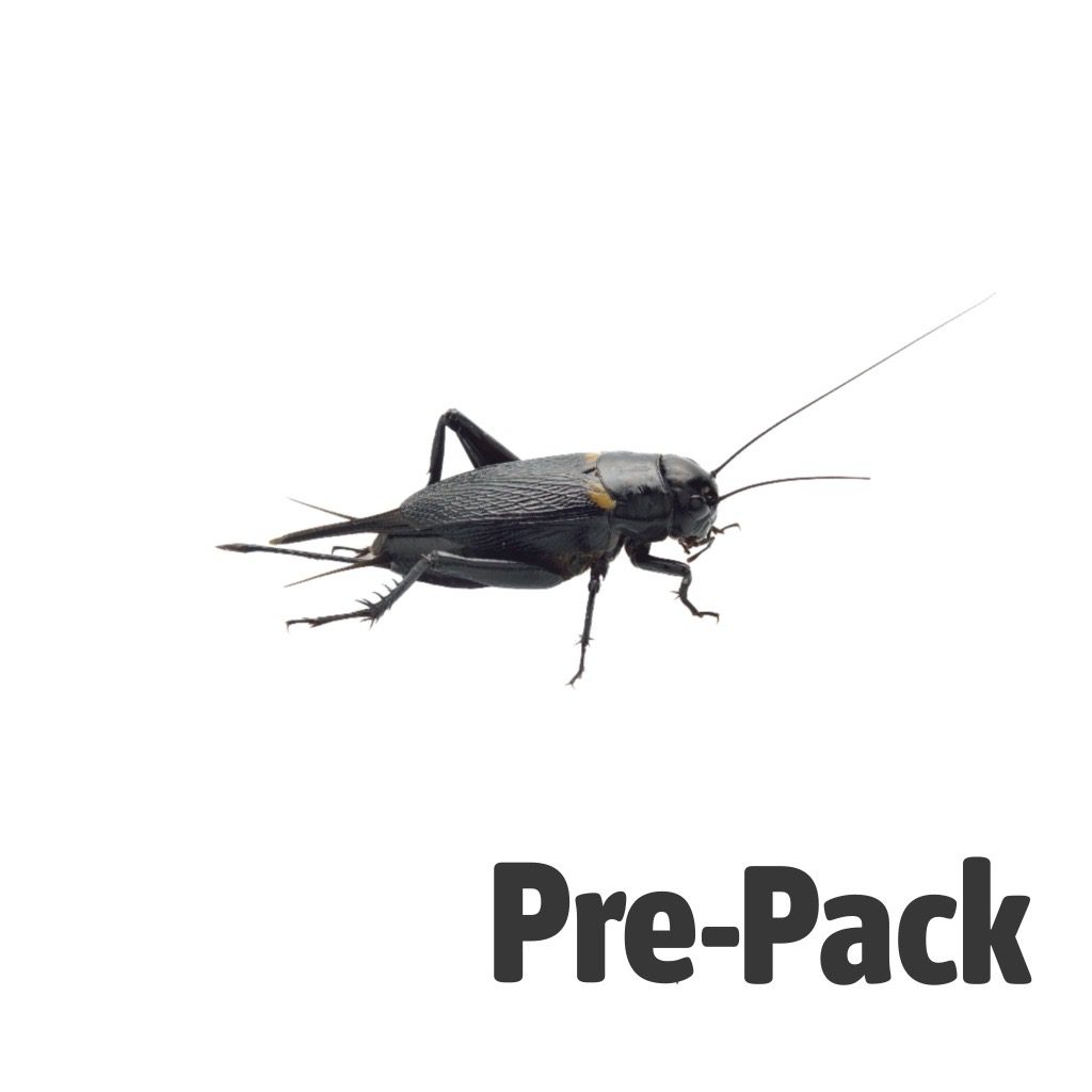Black Crickets pre-pack, Extra-Large