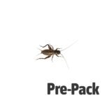 Black Crickets pre-pack, Med/Small