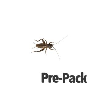 Black Crickets pre-pack, Med/Small