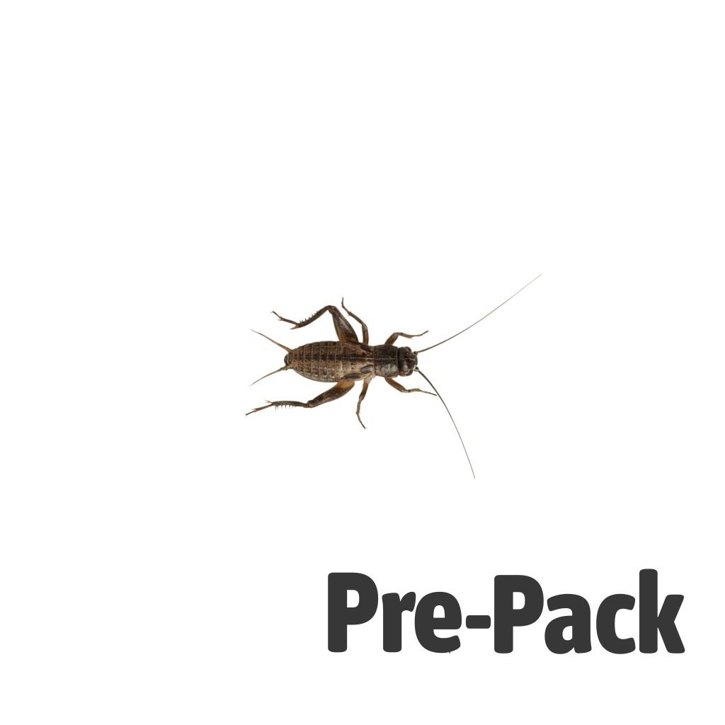 Black Crickets pre-pack, Med/Small