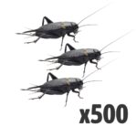 Black Crickets, Extra-Large (Bag of 500)