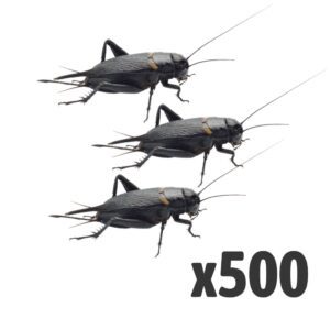 Black Crickets, Extra-Large (Bag of 500)
