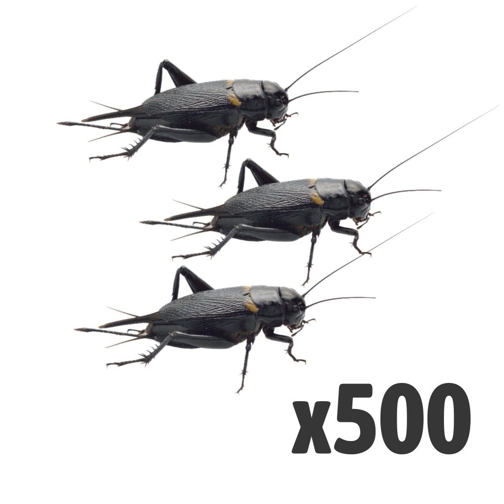 Black Crickets, Extra-Large (Bag of 500)