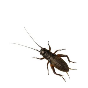 Black Crickets, Med/Small (Bag of 1000)