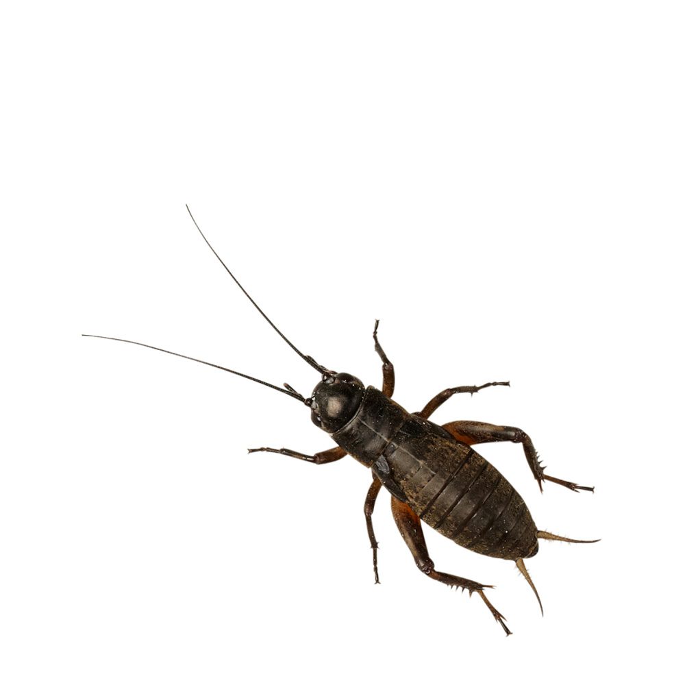Black Crickets, Med/Small (Bag of 1000)