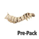 Silkworm, Large