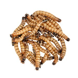 Morio (Bag of 250g)