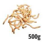 GIANT Mealworms 500g
