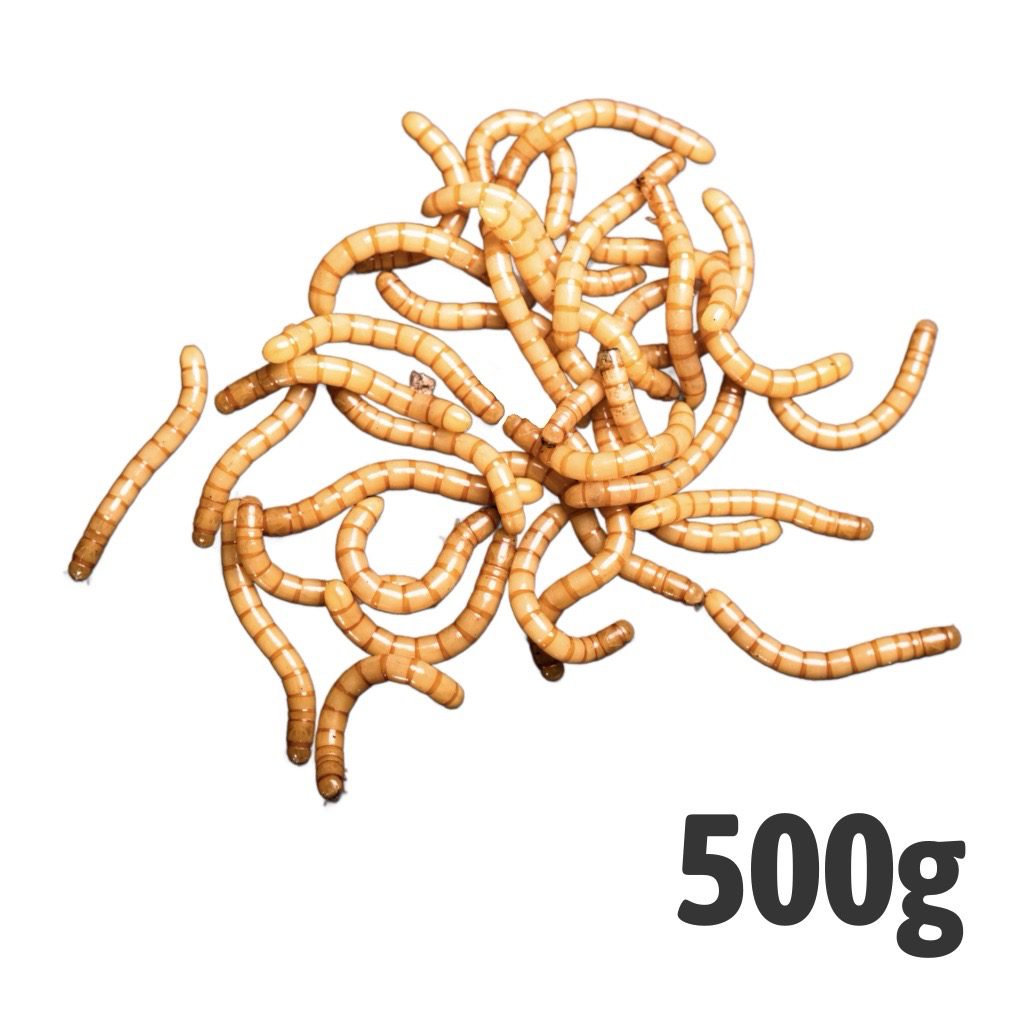GIANT Mealworms 500g