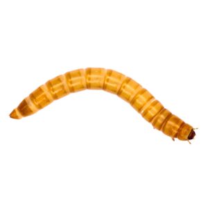 GIANT Mealworm Pre-pack