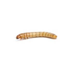 Mealworm pre-pack