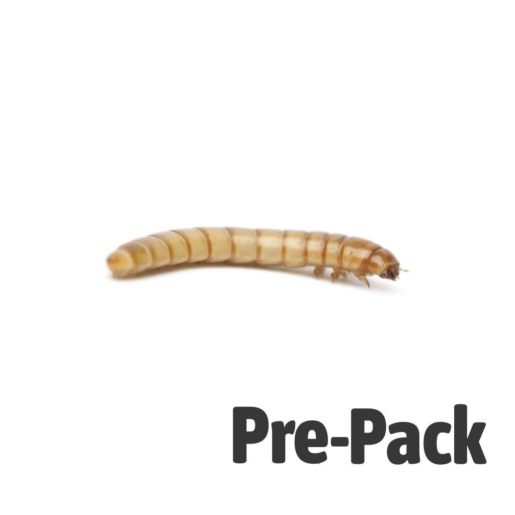 Mealworm pre-pack