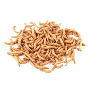 Mealworms Loose in trays (2.5 Kg)