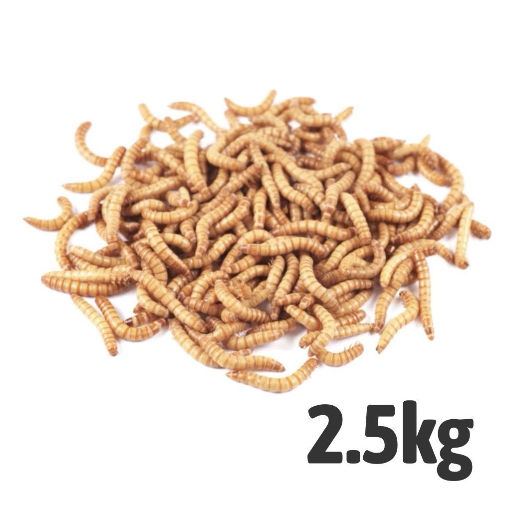 Mealworms Loose in trays (2.5 Kg)