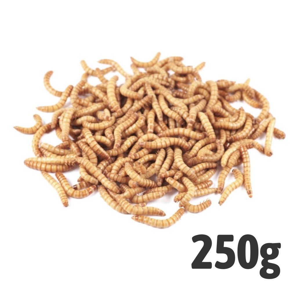 Mealworms (Bag of 250g)
