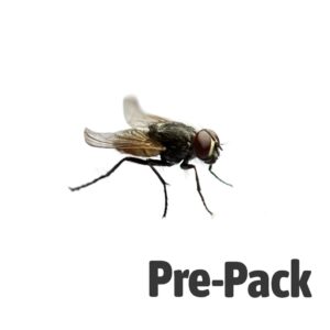 Curly-wing Flies pre-pack