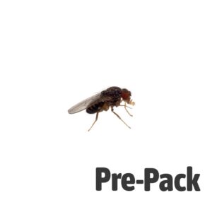 Flightless fruitfly Flies ONLY