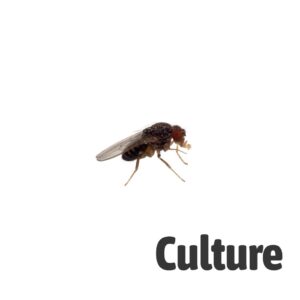 Flightless Fruitfly (Drosophila) culture