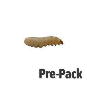 Waxworms 15g pre-pack