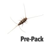 Firebrat Culture (Approx 200)