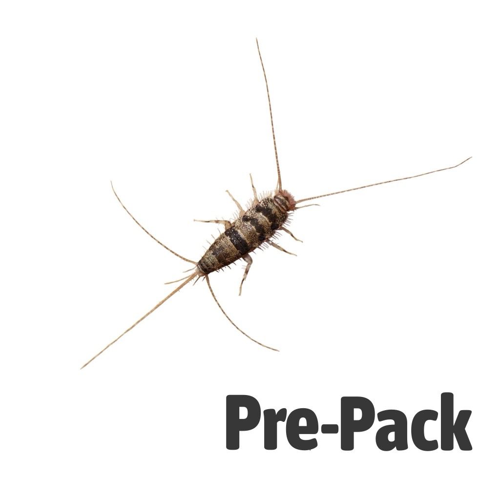 Firebrat Culture (Approx 200)