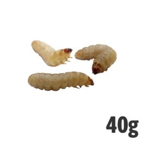 Waxworms BULK PACK 40g