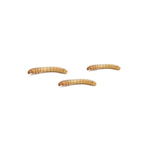 MINI Mealworm pre-pack