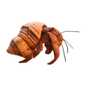 WC Purple Hermit Crab