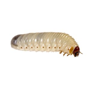 Fruit-beetle (Pachnoda) Grubs pre-pack