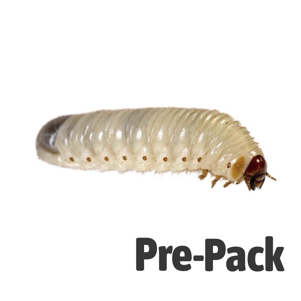 Fruit-beetle (Pachnoda) Grubs pre-pack