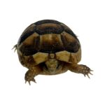 CB24 Marginated Tortoise (microchipped)
