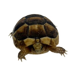 CB24 Marginated Tortoise (microchipped)