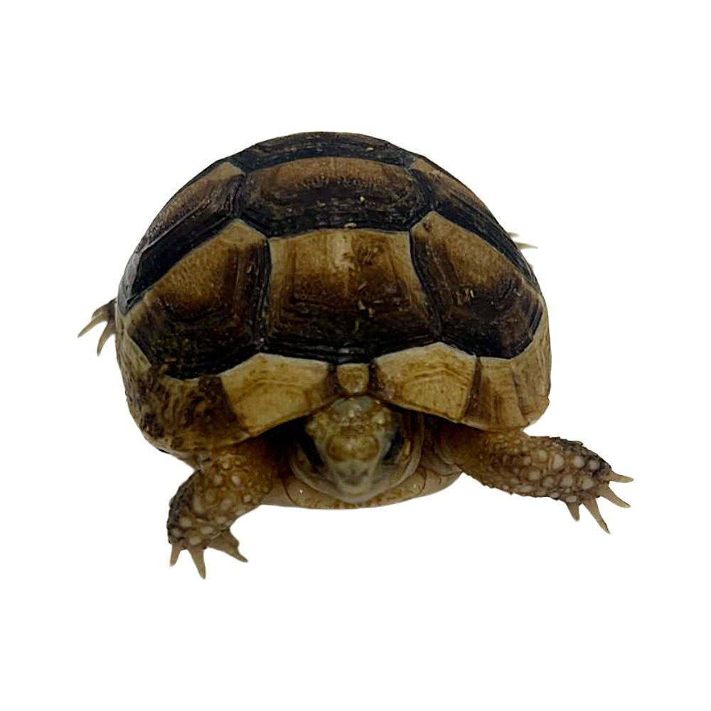 CB24 Marginated Tortoise (microchipped)