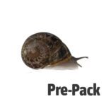 Snails Pre-Pack, 8 x Medium