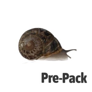 Snails Pre-Pack, 8 x Medium