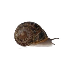 Snails Pre-Pack, 8 x Medium