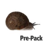 Snails Pre-Pack, 6x Large