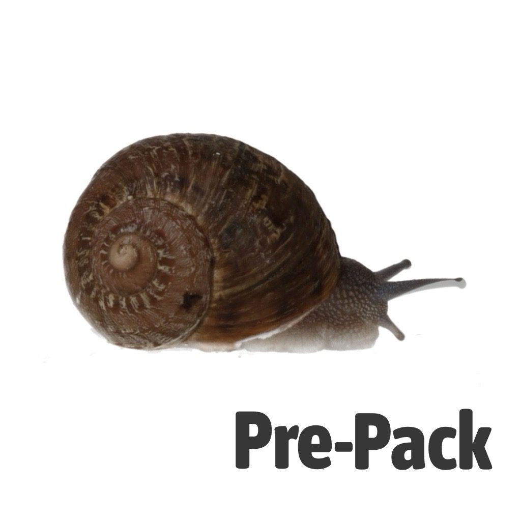 Snails Pre-Pack, 6x Large
