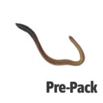 Giant Lob Worms (Lumbricus) prepack 10