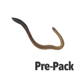 Giant Lob Worms (Lumbricus) prepack 10