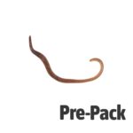 Medium Worms (Dendrobaena) pre-pack 15