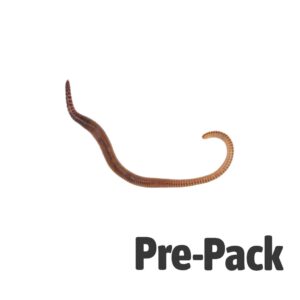 Medium Worms (Dendrobaena) pre-pack 15