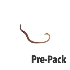 Small Worms (Dendrobaena) prepack 35