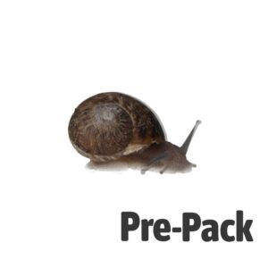 Snails Pre-Pack, 12 x Small