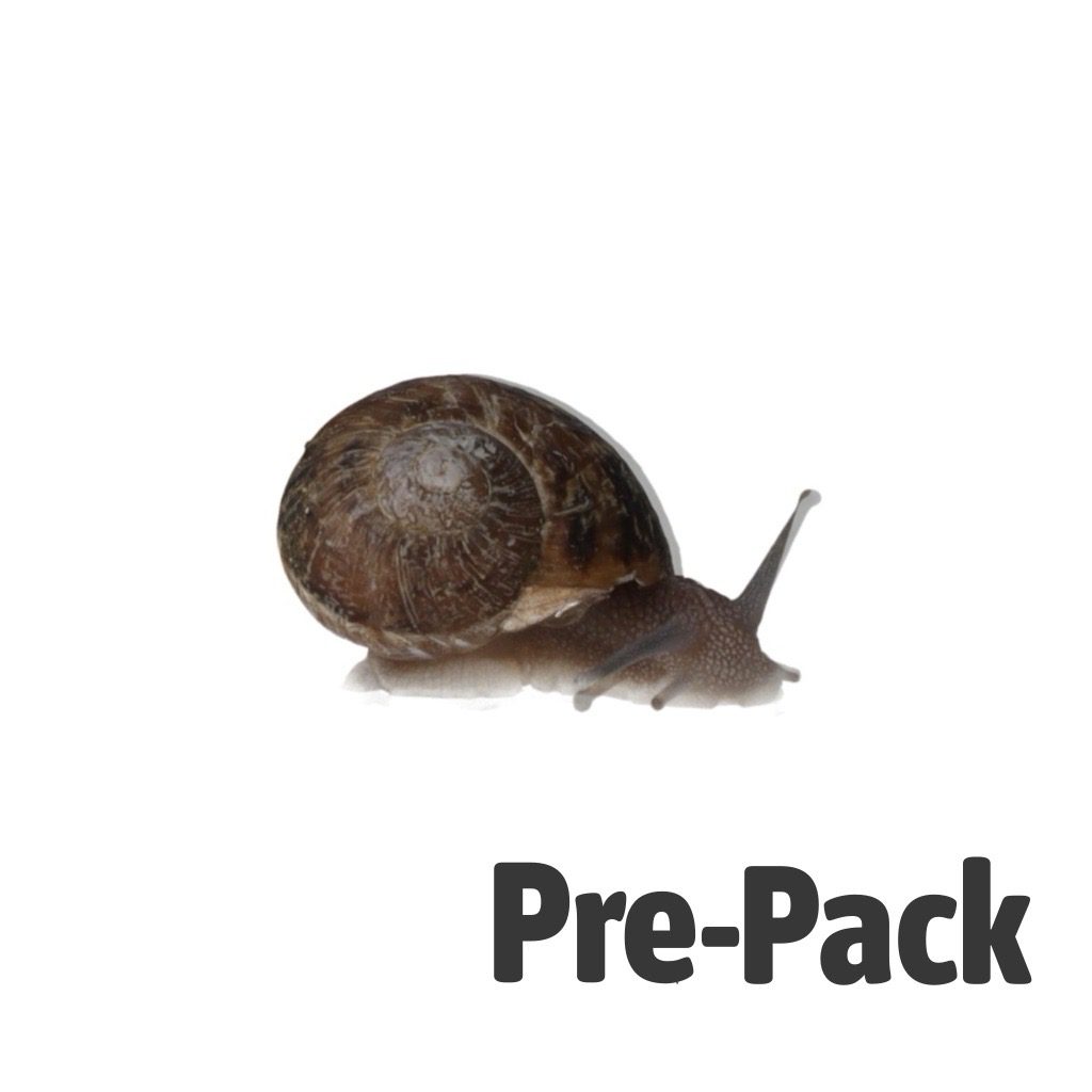 Snails Pre-Pack, 12 x Small