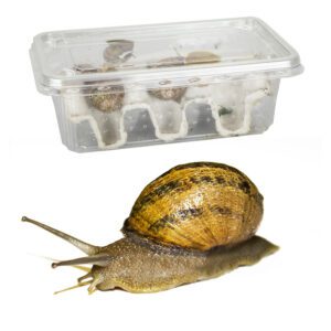 Snails Pre-Pack, 12 x Small