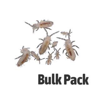 Springtails BULK